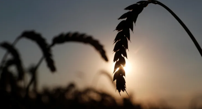 Засуха помешает французской пшенице спасти мир от ...
