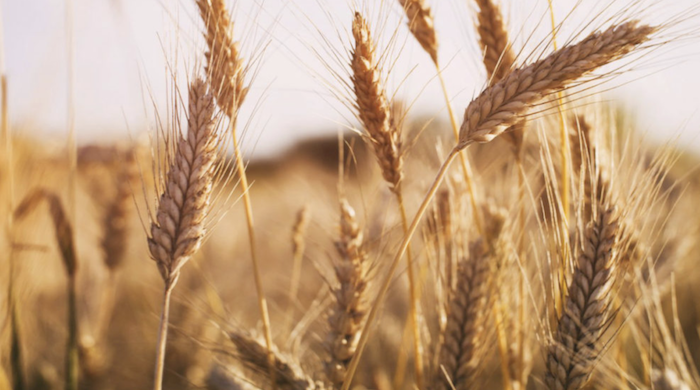 В этом месяце фонды продавали кукурузу, пшеницу и сою